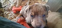 Mr peach , a male Catahoula Leopard Dog for sale in Colville, WA – 2 of 2