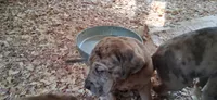 Sampson , a male Catahoula Leopard Dog for sale in Colville, WA – 5 of 5
