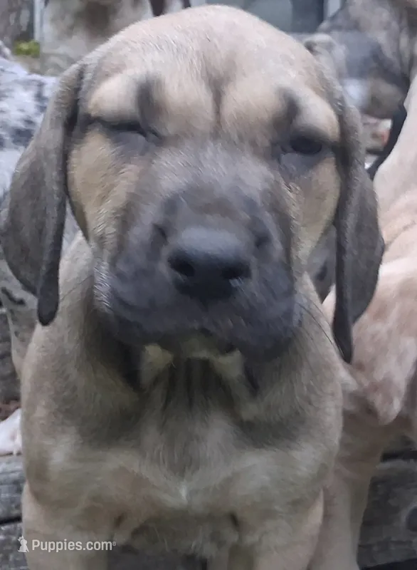 Sweets – Catahoula Leopard Dog puppy for sale in Colville, WA