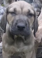 Sweets, a  Catahoula Leopard Dog for sale in Colville, WA – 1 of 3