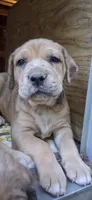 Storm, a male Catahoula Leopard Dog and Fila Brasileiro for sale in Colville, WA – 2 of 3