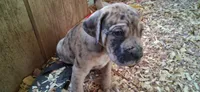 Mr Jack , a male Catahoula Leopard Dog for sale in Colville, WA – 3 of 4