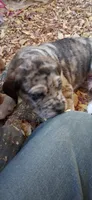 Sampson , a male Catahoula Leopard Dog for sale in Colville, WA – 3 of 5