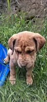 Sasha, a female Fila Brasileiro for sale in Colville, WA – 3 of 3