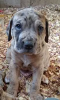 Mr Jack , a male Catahoula Leopard Dog for sale in Colville, WA – 1 of 4