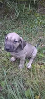Sweets, a  Catahoula Leopard Dog for sale in Colville, WA – 2 of 3