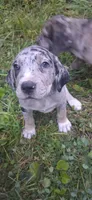 Pepper, a  Catahoula Leopard Dog for sale in Colville, WA – 3 of 3