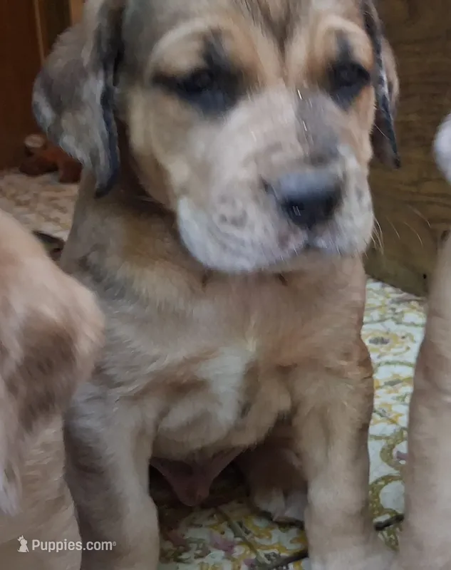 Thunder  – Catahoula Leopard Dog, Fila Brasileiro puppy for sale in Colville, WA