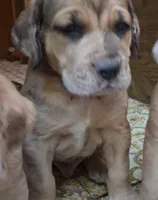 Thunder , a male Catahoula Leopard Dog and Fila Brasileiro for sale in Colville, WA – 1 of 3