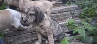 Tiger, a  Catahoula Leopard Dog for sale in Colville, WA – 2 of 3