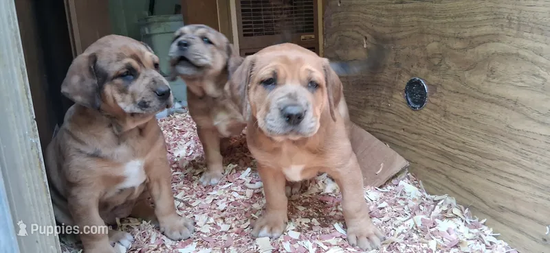 Susie, a female Catahoula Leopard Dog and Fila Brasileiro for sale in Colville, WA – 1 of 3