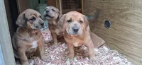 Susie, a female Catahoula Leopard Dog and Fila Brasileiro for sale in Colville, WA – 1 of 3