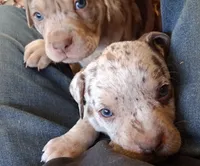 Little P, a female Catahoula Leopard Dog for sale in Colville, WA – 2 of 3