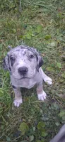 Pepper, a  Catahoula Leopard Dog for sale in Colville, WA – 2 of 3