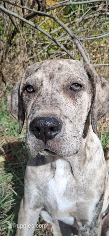 MAX – Catahoula Leopard Dog puppy for sale in Colville, WA