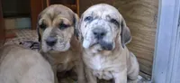 Storm, a male Catahoula Leopard Dog and Fila Brasileiro for sale in Colville, WA – 3 of 3
