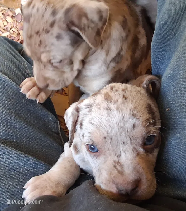 Little P – Catahoula Leopard Dog puppy for sale in Colville, WA