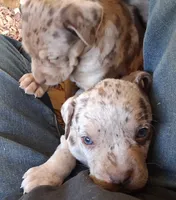 Little P, a female Catahoula Leopard Dog for sale in Colville, WA – 1 of 3