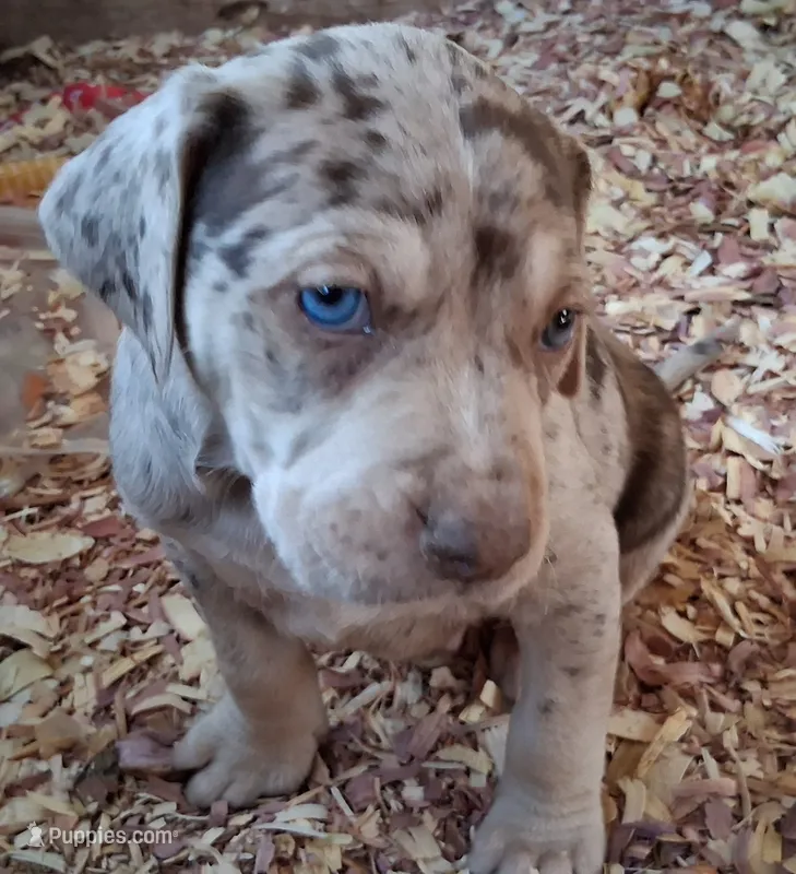 Romeo – Catahoula Leopard Dog puppy for sale in Colville, WA