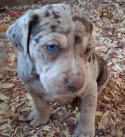 Romeo, a male Catahoula Leopard Dog for sale in Colville, WA – 1 of 3