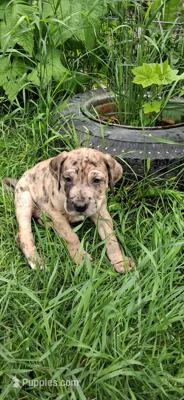 Mr Jack  – Catahoula Leopard Dog puppy for sale in Colville, WA