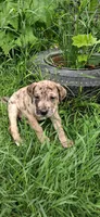 Mr Jack , a male Catahoula Leopard Dog for sale in Colville, WA – 1 of 6