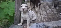 Rose, a  Catahoula Leopard Dog for sale in Colville, WA – 3 of 3