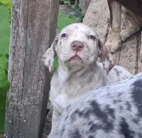 Rose, a  Catahoula Leopard Dog for sale in Colville, WA – 2 of 3