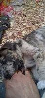 Sampson , a male Catahoula Leopard Dog for sale in Colville, WA – 4 of 5