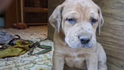Buttercup , a female Catahoula Leopard Dog and Fila Brasileiro for sale in Colville, WA – 3 of 3