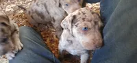Layla, a female Catahoula Leopard Dog for sale in Colville, WA – 1 of 1