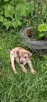 Mr Jack , a male Catahoula Leopard Dog for sale in Colville, WA – 6 of 6