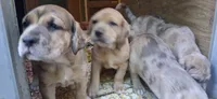 Buttercup , a female Catahoula Leopard Dog and Fila Brasileiro for sale in Colville, WA – 2 of 3