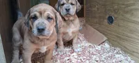 Sonya, a female Catahoula Leopard Dog and Fila Brasileiro for sale in Colville, WA – 4 of 4