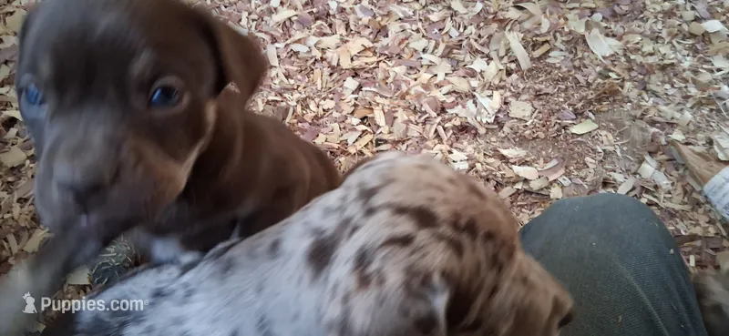 Little jackie brown – Catahoula Leopard Dog puppy for sale in Colville, WA