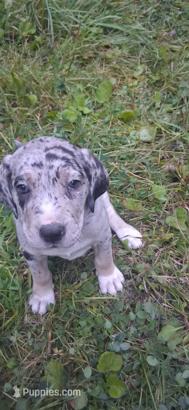 Pepper – Catahoula Leopard Dog puppy for sale in Colville, WA