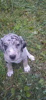 Pepper, a  Catahoula Leopard Dog for sale in Colville, WA – 1 of 3