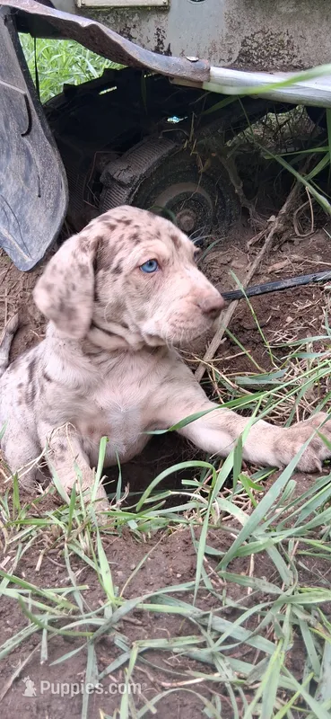 Romeo – Catahoula Leopard Dog puppy for sale in Colville, WA