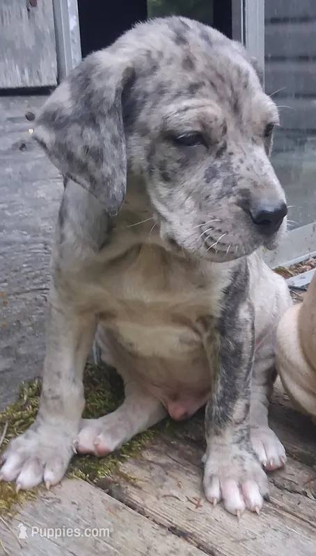 MAX – Catahoula Leopard Dog puppy for sale in Colville, WA