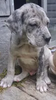 MAX, a  Catahoula Leopard Dog for sale in Colville, WA – 1 of 1