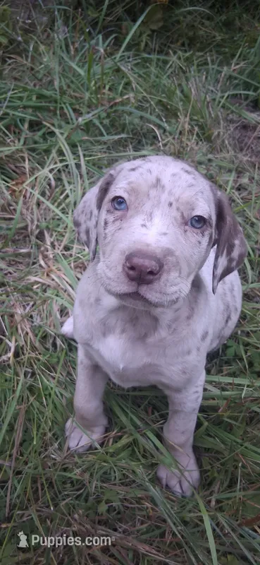 Rose – Catahoula Leopard Dog puppy for sale in Colville, WA
