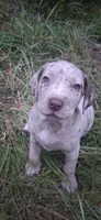 Rose, a  Catahoula Leopard Dog for sale in Colville, WA – 1 of 3
