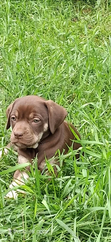 Little jackie brown – Catahoula Leopard Dog puppy for sale in Colville, WA