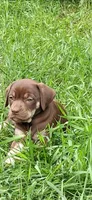 Little jackie brown, a female Catahoula Leopard Dog for sale in Colville, WA – 1 of 4
