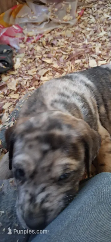 Sampson  – Catahoula Leopard Dog puppy for sale in Colville, WA