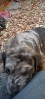 Sampson , a male Catahoula Leopard Dog for sale in Colville, WA – 1 of 5