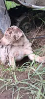 Romeo, a male Catahoula Leopard Dog for sale in Colville, WA – 3 of 3
