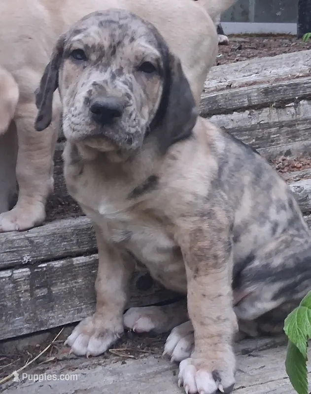 Tiger – Catahoula Leopard Dog puppy for sale in Colville, WA