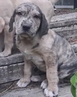 Tiger, a  Catahoula Leopard Dog for sale in Colville, WA – 1 of 3