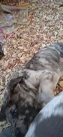Sampson , a male Catahoula Leopard Dog for sale in Colville, WA – 2 of 5